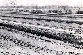 Shisler Brothers Celery, Glenolden, PA