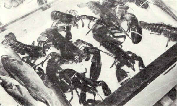Fresh Maine lobsters rest dreamily on a bed of ice, wiggling a feeler now and then, waiting tiII the customer says "I want that one." Then will his face be red!; Photo from The Delaware County Advocate, July 1942