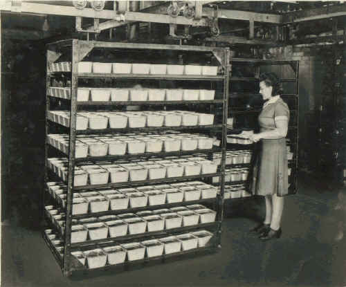 Chester Packing Company, later Medford's; Photo courtesy of Diane Trout in memory of her grandmother, Stella Owsiany Ayars Snyder